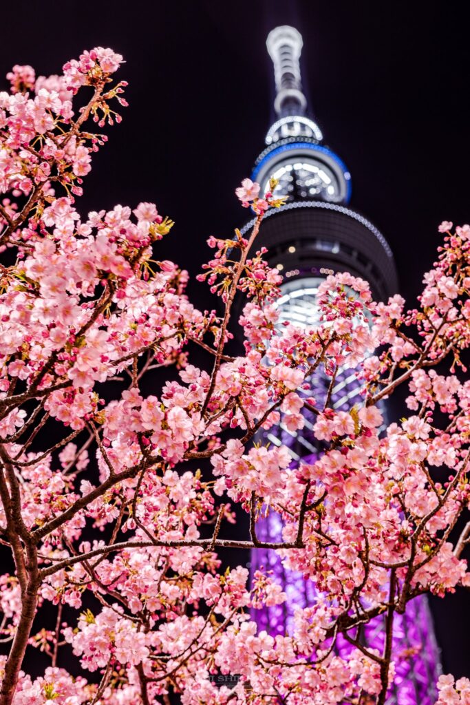 Famous Places For Cherry Blossoms In Tokyo Tabimania Japan