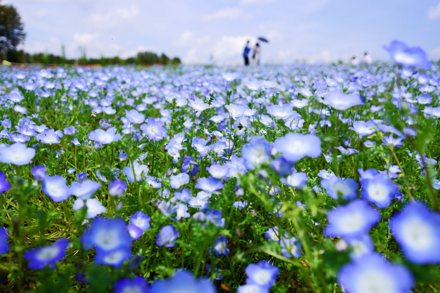 Beautiful Blue Flower Carpet :Hitachi Seaside Park | Tabimania Japan