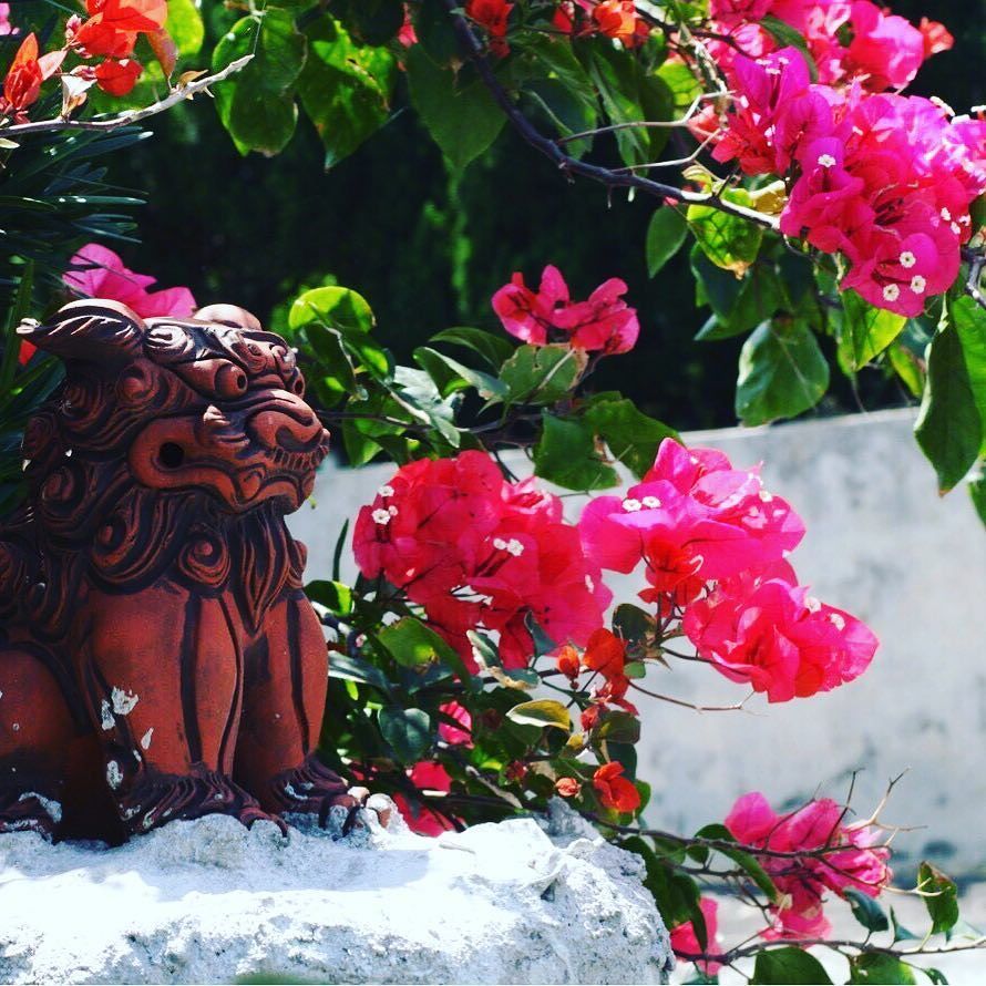Shisa with Hibiscus