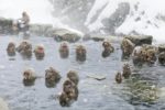 Only in the world? Monkeys taking a hot spring!!