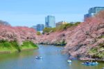 Let us know when the cherry blossoms are blooming! What is Cherry Blossom Front?
