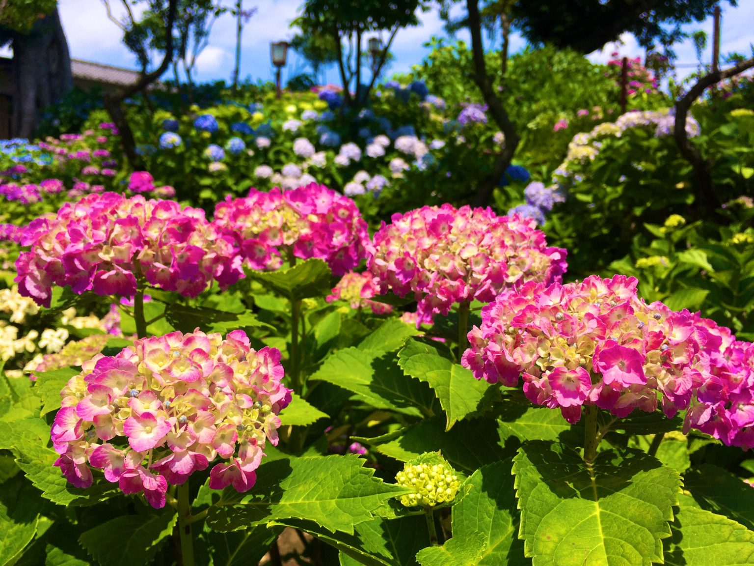 Hotspot of Hydrangea in Kamakura Hasedera Temple