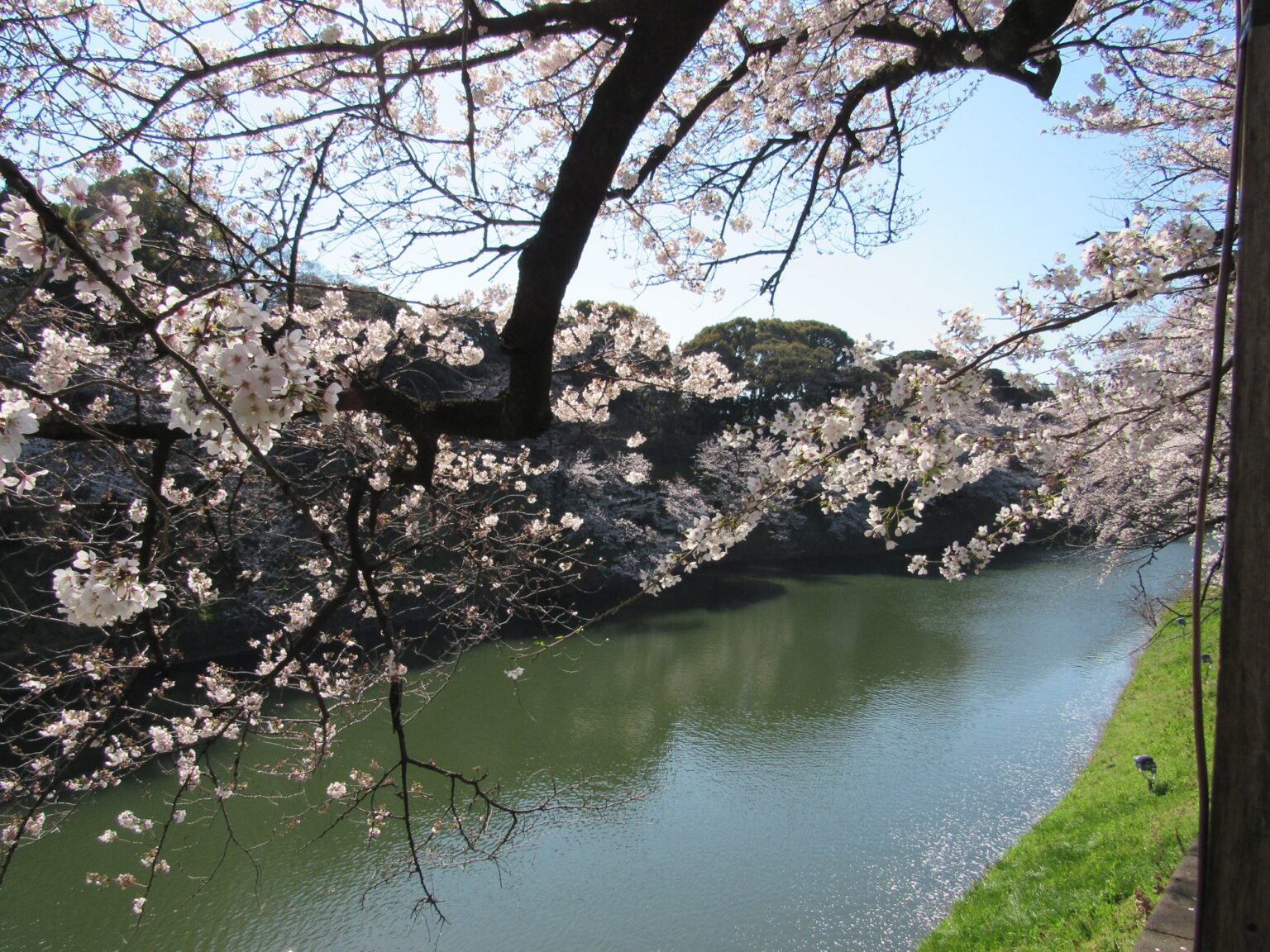 Famous Places For Cherry Blossoms In Tokyo Tabimania Japan