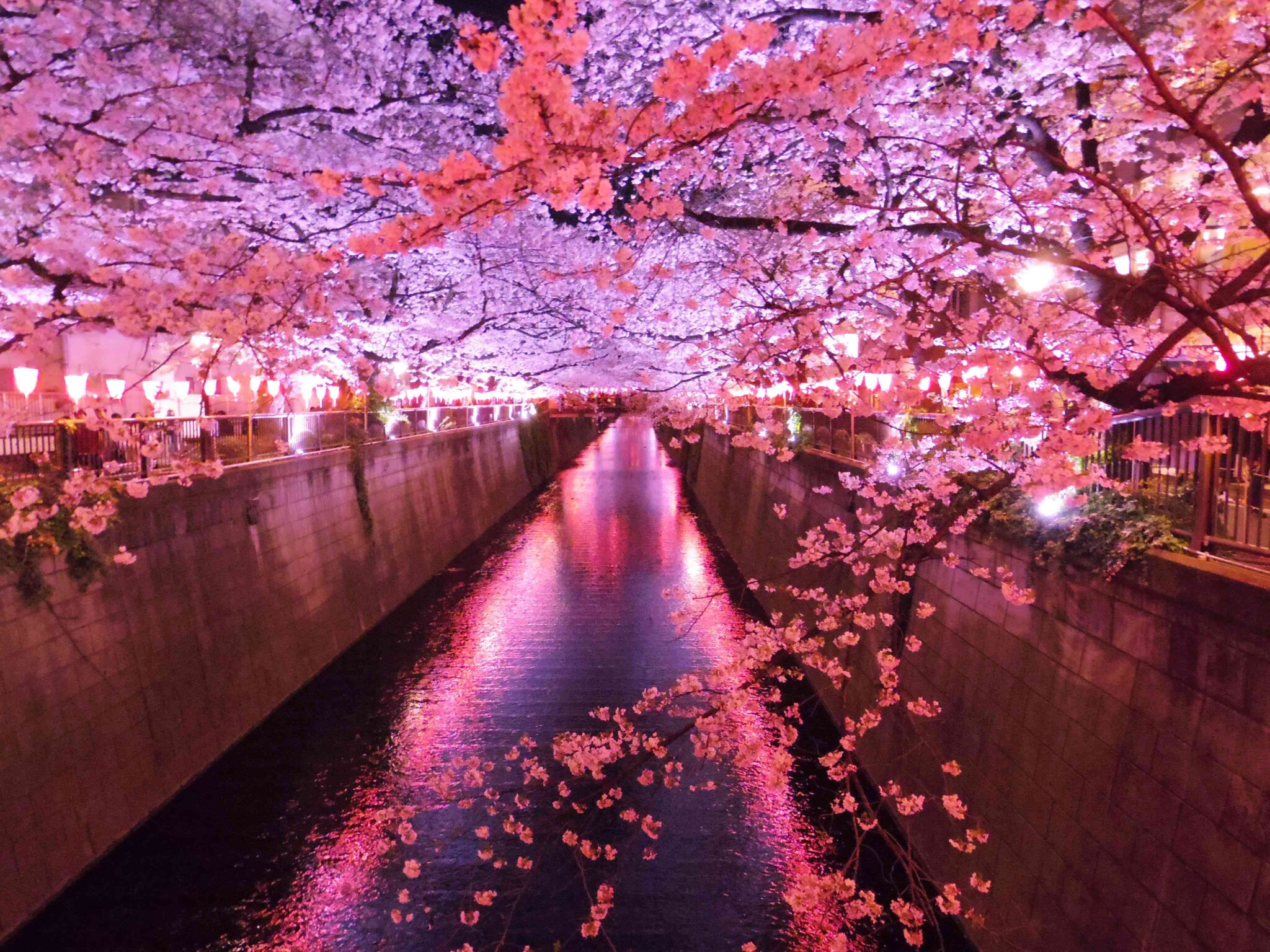 Famous places for cherry blossoms in Tokyo | Tabimania Japan