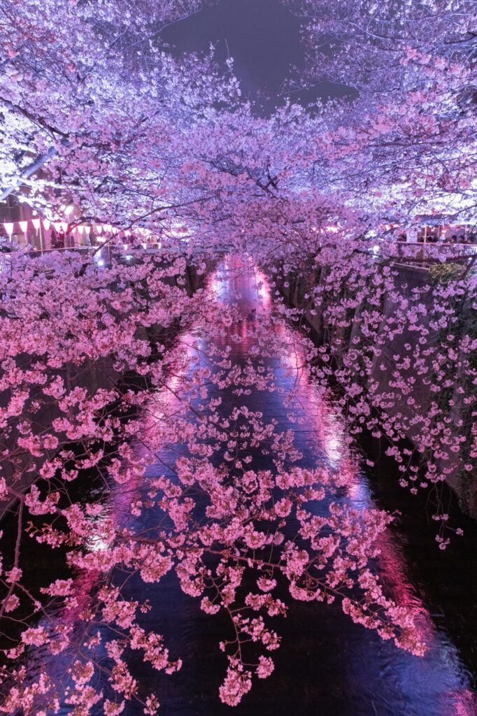 Famous places for cherry blossoms in Tokyo | Tabimania Japan