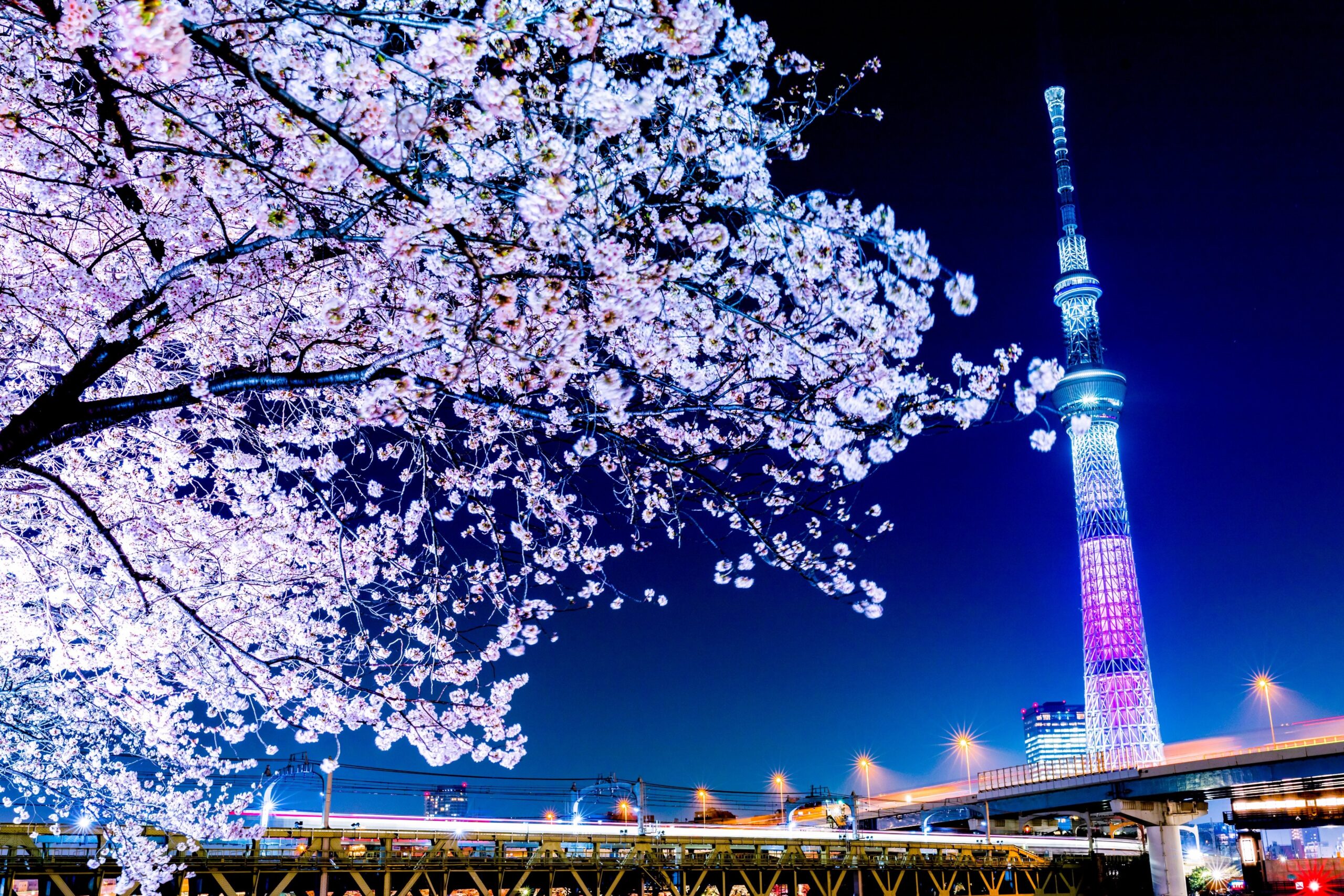 places to visit in japan cherry blossom