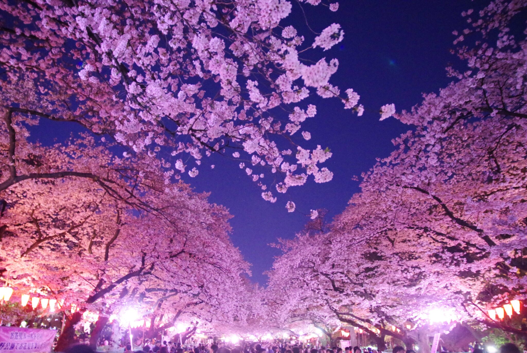 famous-places-for-cherry-blossoms-in-tokyo-tabimania-japan