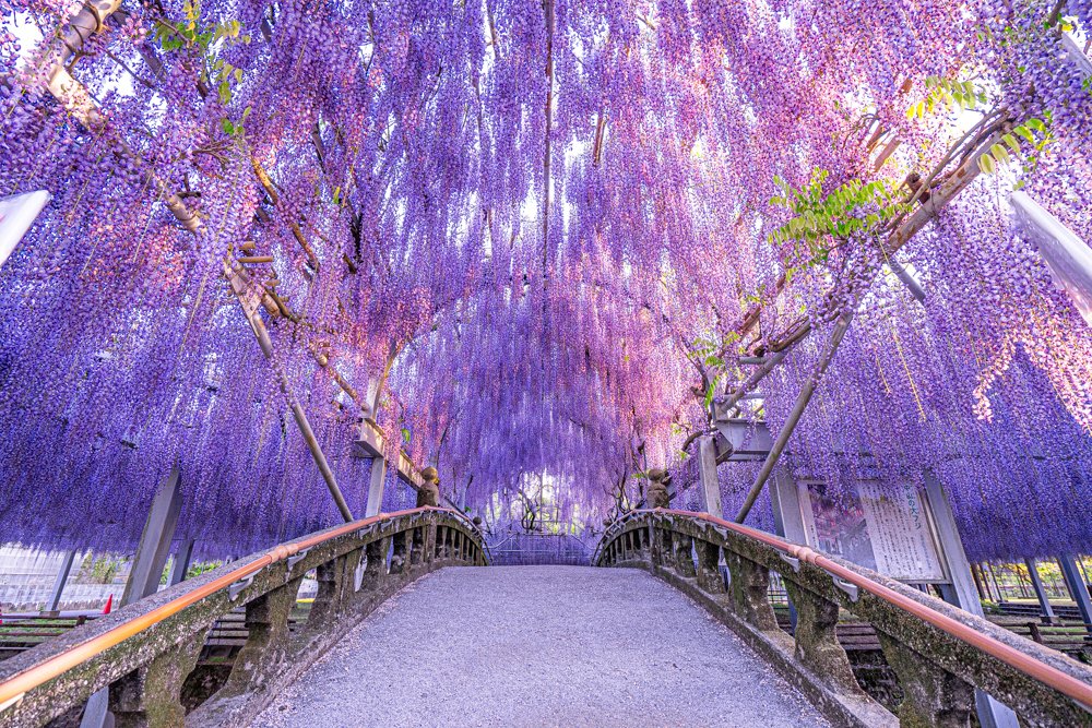 Superb purple view, Wisteria flowers are in full bloom Ashikaga Flower