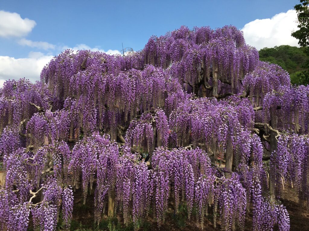 极好的紫色景色 紫藤花盛开 足利花卉公园 22年4月12日更新 Tabimania Japan
