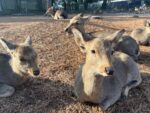 How to Interact Safely with Deer in Nara Park