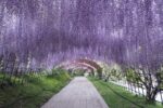 Kawachi Wisteria Garden: Japan’s Stunning Floral Purple Tunnel 【2025】