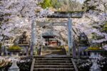 Best 2 Sakura Spots in Takayama: Shrine & Cherry Blossom