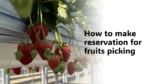 Fruit Picking in Japan – How to Make a Reservation Easiliy