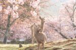 Best Sakura Spots in Nara: See Cherry Blossom and Deer