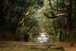 Ancient Tree Tunnel at Sakatsura Isosaki Shrine in Ibaraki