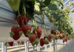 Enjoy Strawberry Picking in Japan! A Complete Guide for Beginners