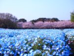 5 Best Cherry Blossom Spots in Fukuoka : Where to See the Most Beautiful Sakura