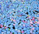 Japan’s Stunning Hydrangea Pond: Michinoku Hydrangea Festival 2025