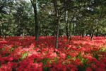 Day Trip from Tokyo: Discover the Beauty of Kinchakuda
