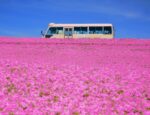 Mother Farm’s Pink Paradise: A Stunning Sea of 25,000 Petunias