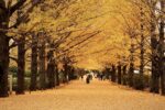 Where to See Tokyo’s Golden Ginkgo Trees in 2025