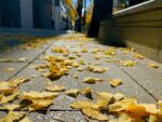 Best Place to See Autumn Leaves in Osaka｜Midosuji Ginkgo Avenue