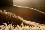 Hakone Autumn Travel: How to Visit Sengokuhara Pampas Grass Fields