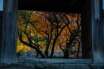 Where to See Autumn Leaves in Fukuoka – Golden Ginkgo Forest