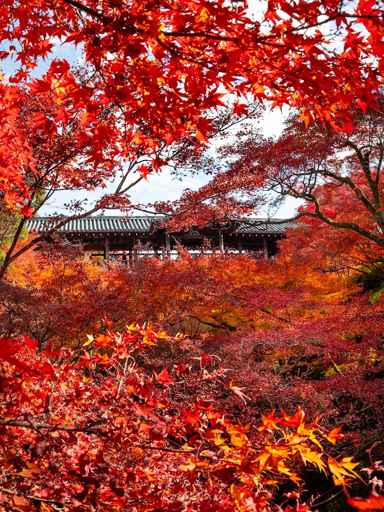 Autumn Leaves in Kyoto Best Spots to See Stunning Fall Colors_Tofukuji ...
