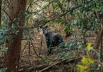 A Rare Sight in Japan: Meet the Japanese Serow