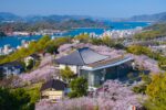 Hiroshima Cherry Blossoms Guide: 3 Beautiful Sakura Viewing Spots