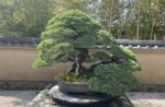 Whispers of Nature: Experience the Living Art of Omiya Bonsai