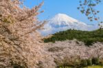 Japan Cherry Blossom Forecast 2026: Best Viewing Dates