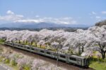3 Stunning Cherry Blossom Spots in Miyagi You Shouldn’t Miss