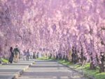 Fukushima’s Ultimate Sakura Tunnel: Hitachisen Weeping Blossoms