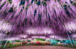 Best Wisteria Spots in Japan: The Ultimate Guide