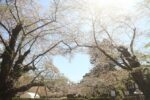 Cherry Blossom After Season: Where to See Late Sakura