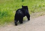 Is it Safe to Hike in Japan? What You Need to Know About the Recent Bear Surge