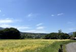Japan’s Summer Heat Explained: Humidity Data & Survival Tips