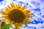 Japan Weather in August: What to Wear and Packing Guide