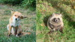 Kitsune vs. Tanuki: The Curious World of Japanese Noodles