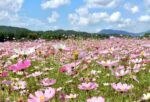 Japan Weather in September: What to Wear and Packing Guide