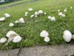 Danger in Japan’s Parks: How to Spot Poisonous False Parasol Mushrooms (Ooshirokarakasatake)